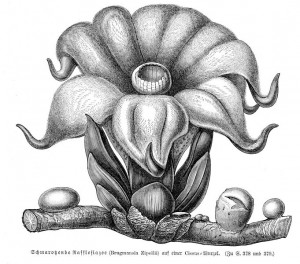 144bb94986e-681px-Rafflesiaceae_sp_vMH378