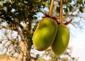 Baobab-Fruits