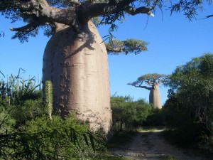 баобаб-на-Мадагаскаре